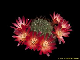 Sulcorebutia frankiana 3376